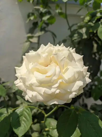 Photograph by Prakrisht Dahiya